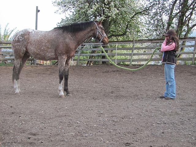 Halter Übung