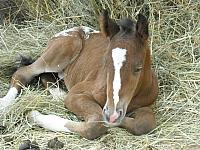 Appaloosa-Fohlen und ihre Mütter