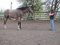 Halter Übung