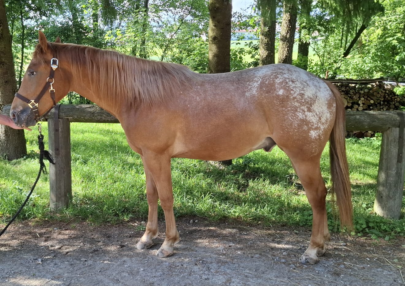 Roosters Lil Dry Doc